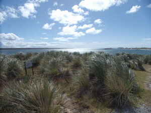 resident at Gypsy Cove in the Falklands.