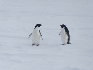 Adele penguins are the bosses down here.