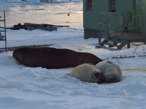 Local inhabitants. I have a particular fondness (not everyone does) for elephant seals. They very much appeal to my "snooze where you like and move for no one" sensibility!