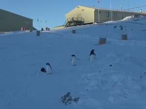 Walking back from the wharf, the Adelies are still knocking about. They're a great bunch and rather chilled.