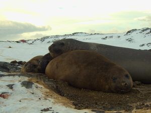 The residents of Anchorage, with the emergency hut in the background. I love Elephant seals, they are very entertaining yet peaceful by comparison to some!