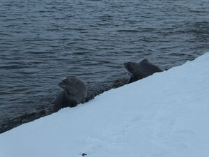 More seals, crabbies (I believe) chilling by the coast.